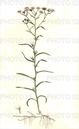 Swamp yarrow or Bertram yarrow