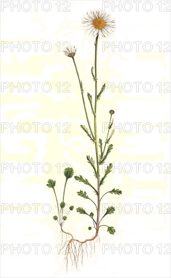 Meadow daisy