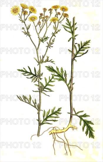 Rockwort groundsel