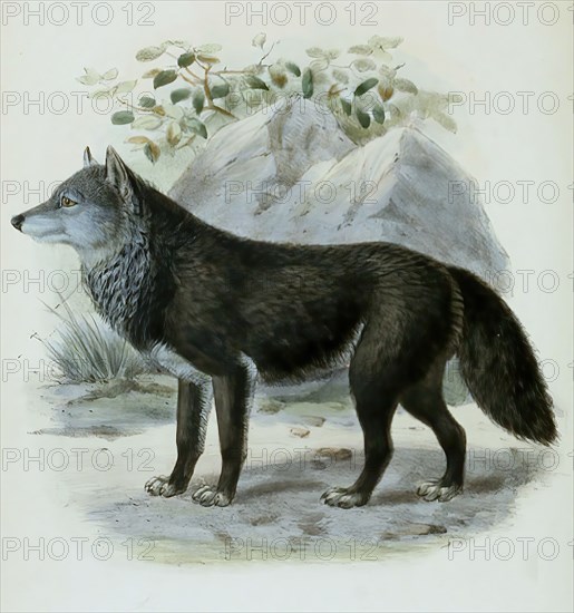 timber wolf