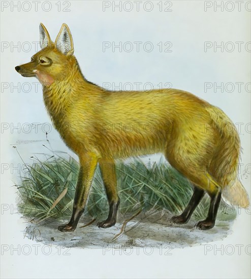 maned wolf