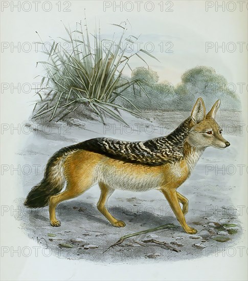 black-backed jackal