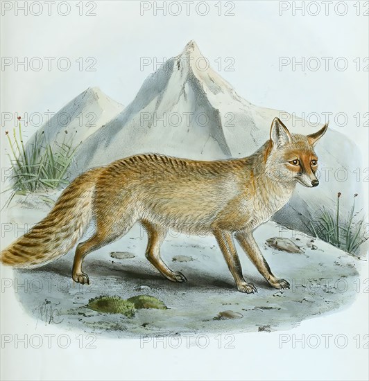 red fox