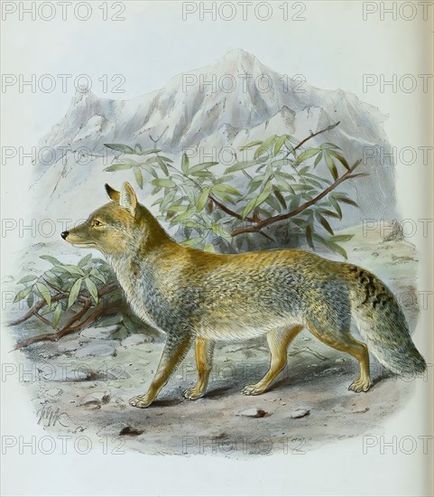 tibetan fox