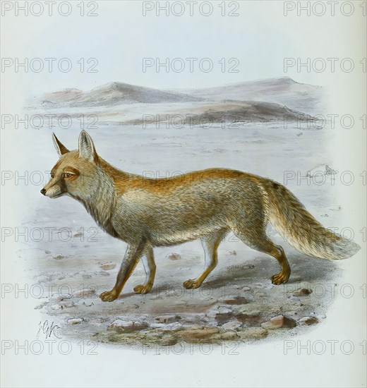 desert fox