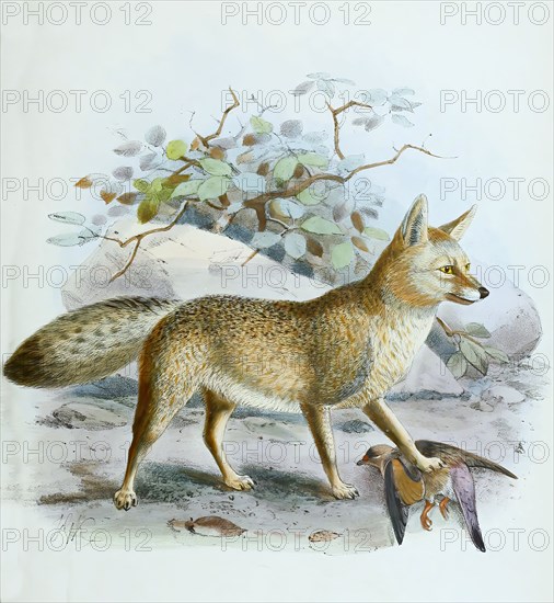 black-backed jackal