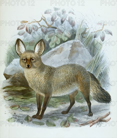 bat-eared fox