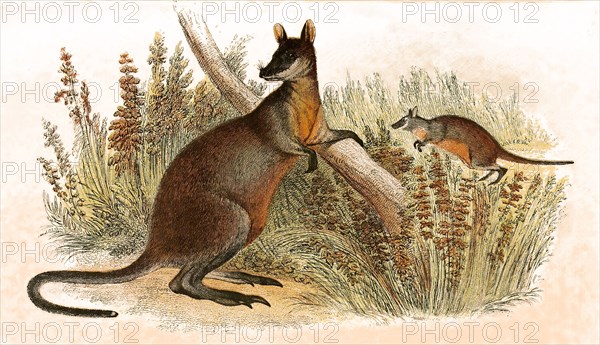 swamp wallaby