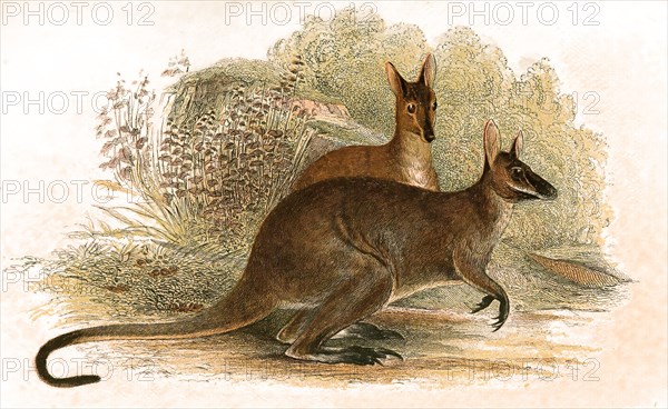 Red-necked wallaby