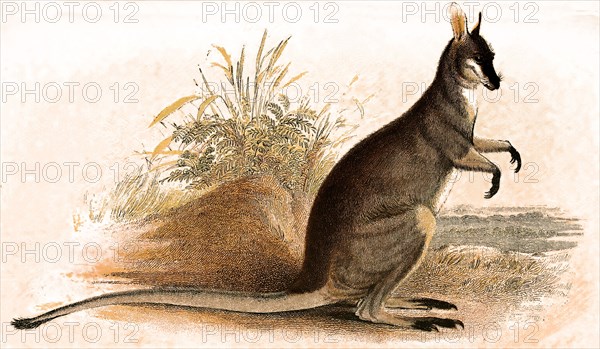 Whiptail Wallaby