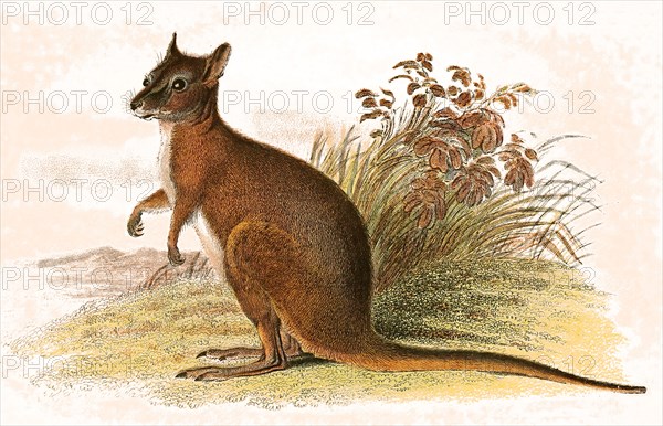 derby wallaby