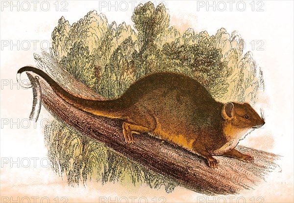 Western Ring-tailed Bandicoot