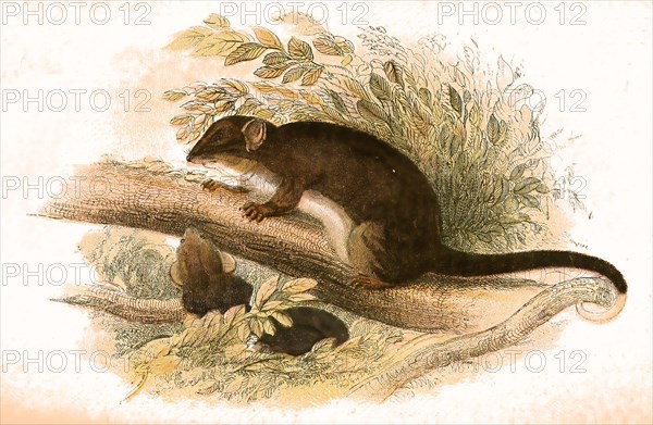 Tasmanian ring-tailed phalanger