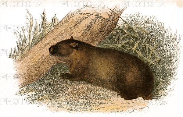 Naked-nosed wombat