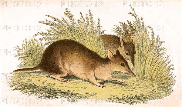 Large long-nosed marsupials