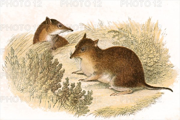 Isoodon obesulus / short-nosed bandicoot