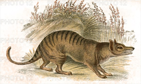 Thylacine