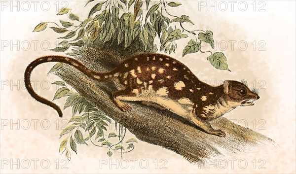 Giant quoll or spotted quoll