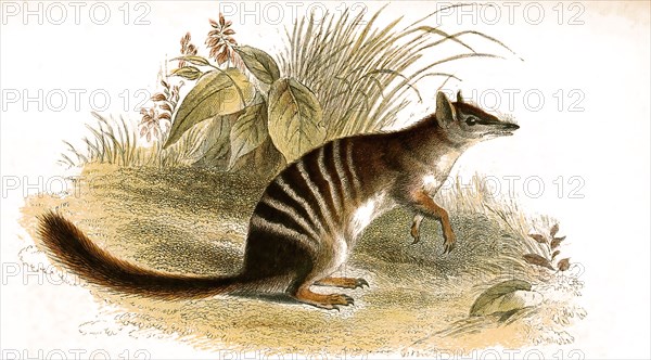 numbat