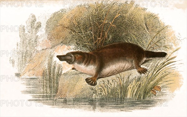 platypus