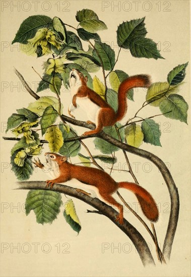 Eurasian squirrel