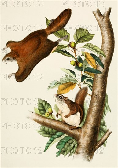 Northern flying squirrels