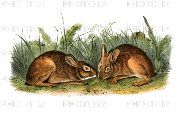 marsh rabbit