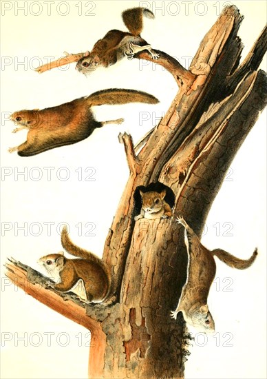 Giant flying squirrel Petaurista leucogenys