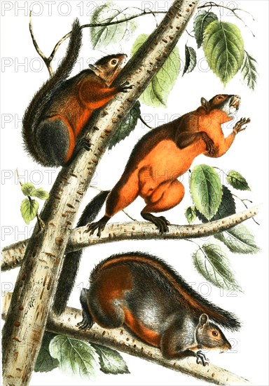 Sulawesi giant squirrel