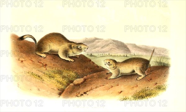 European ground squirrel