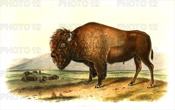 American bison