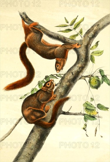 Orange-bellied Himalayan Squirrel