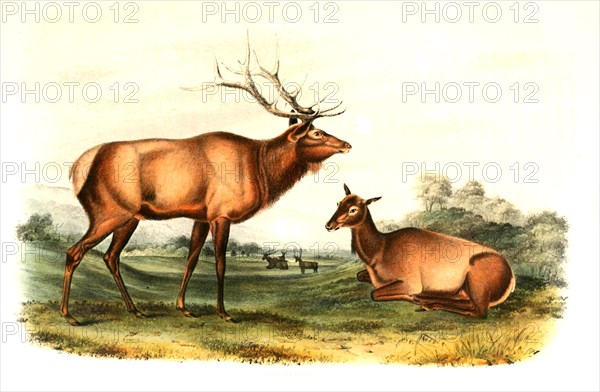 elk