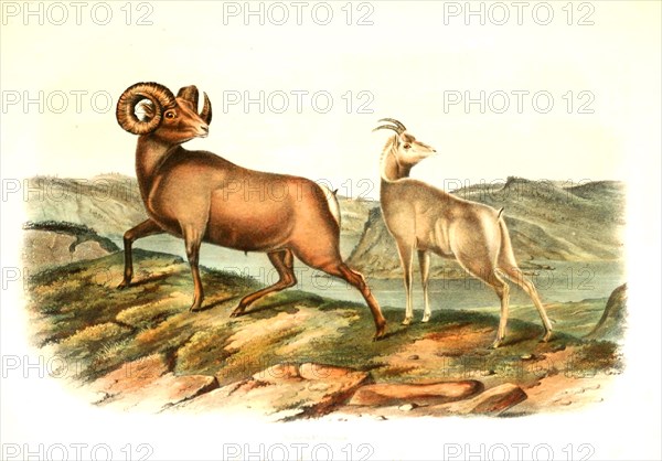 bighorn sheep