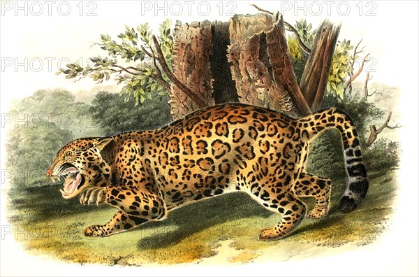 jaguar