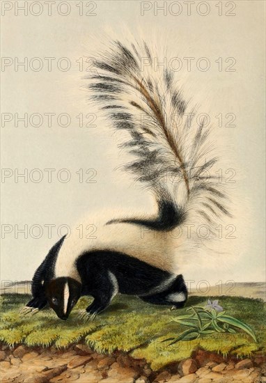 striped skunk