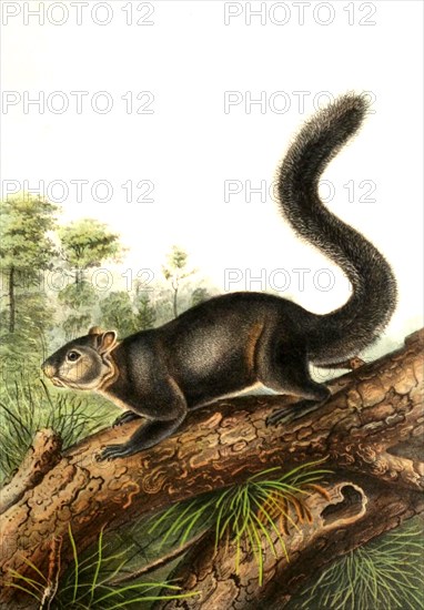 Dark Palm Squirrel