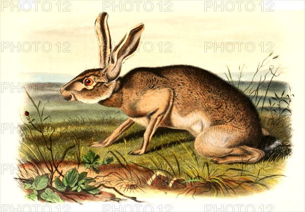 texan jackrabbit