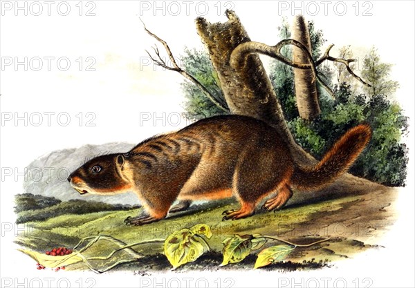 yellow-bellied marmot
