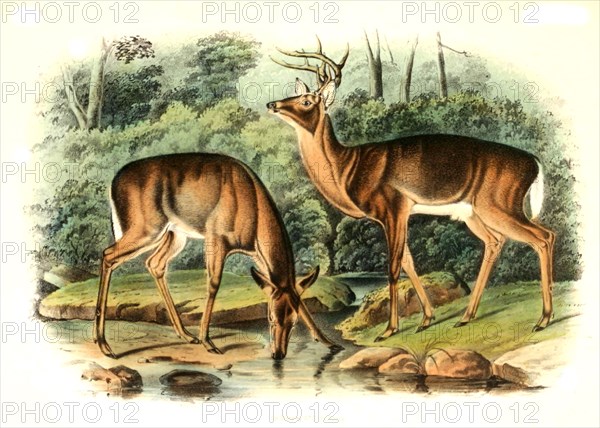 white-tailed deer