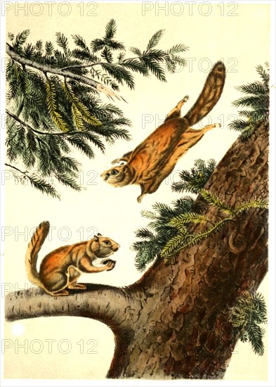 Northern flying squirrels