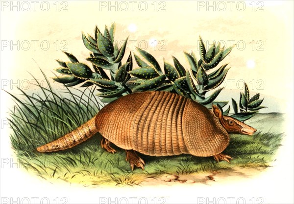 Nine-banded armadillo