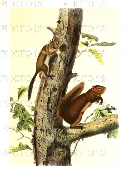 Southwestern Red Squirrels