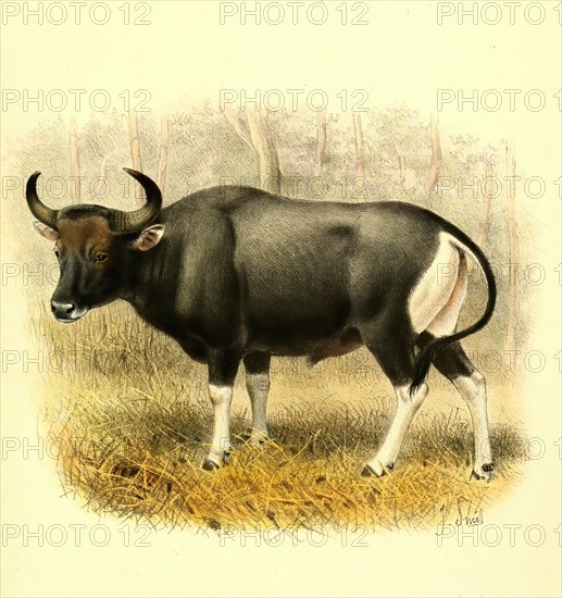 banteng