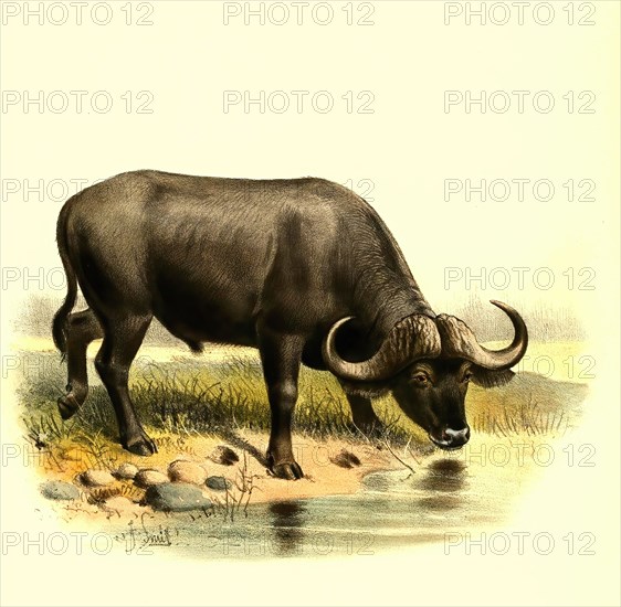 cape buffalo