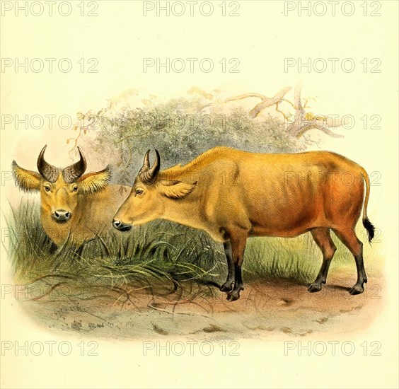 African forest buffalo