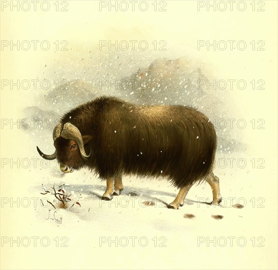 musk ox