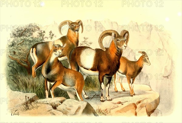 European mouflon