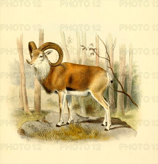 Urial or steppe sheep