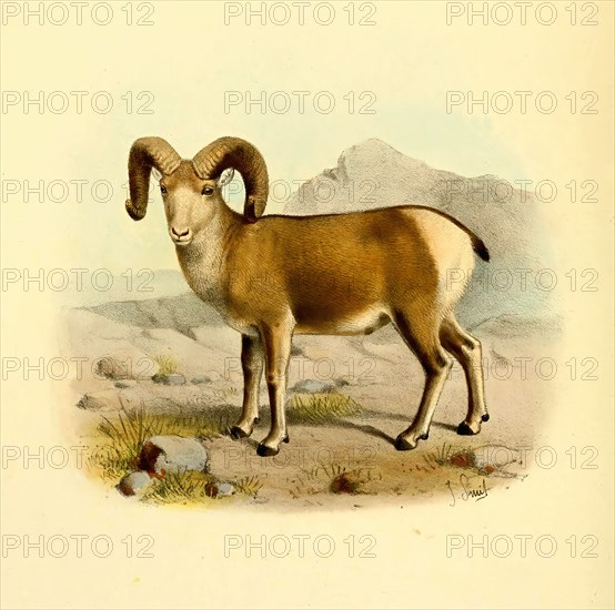 bighorn sheep